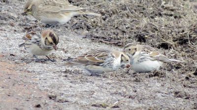 Lapland Longspur