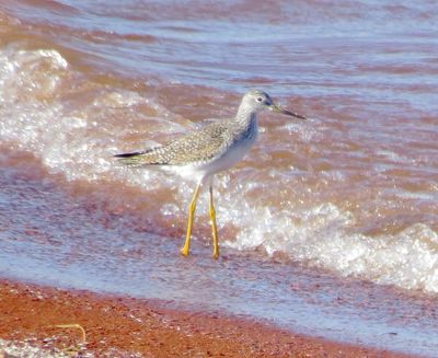 Greater Yellowlegs