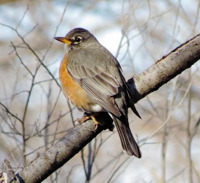 American Robin