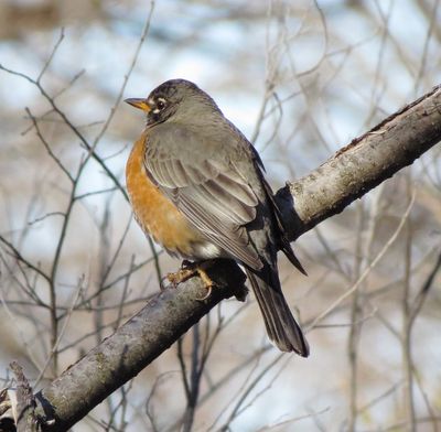American Robin