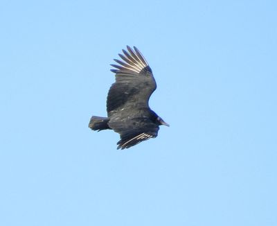Black Vulture