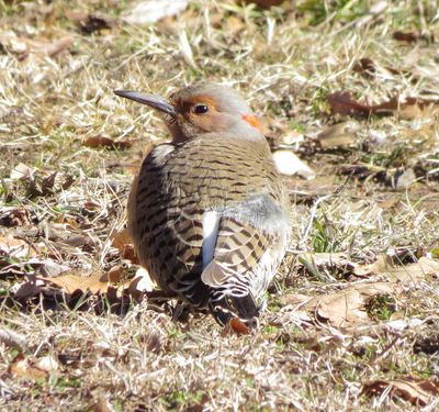 Northern Flicker