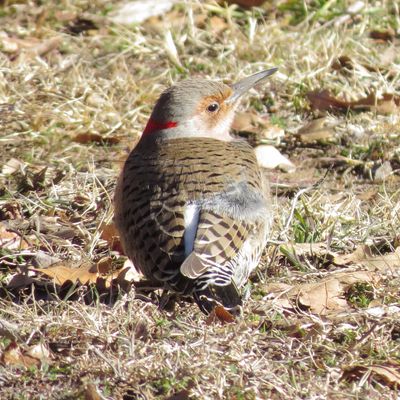 Northern Flicker