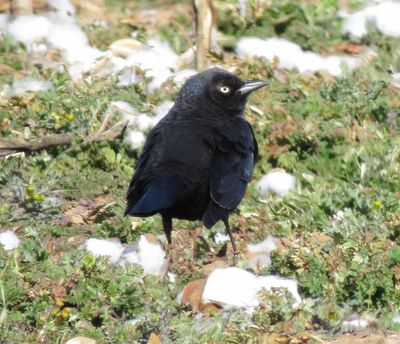 Brewer's Blackbird