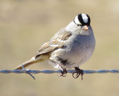 White-Crowned Sparrow