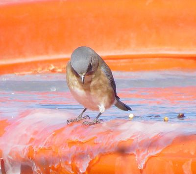 Eastern Bluebird