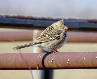 Harris's Sparrow