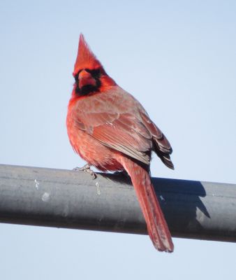 Northern Cardinal