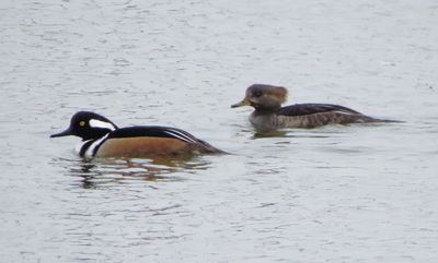 Hooded Merganser