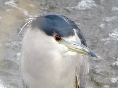 Black-Crowned Night Heron