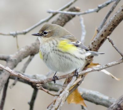 Myrtle Warbler