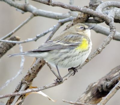 Myrtle Warbler