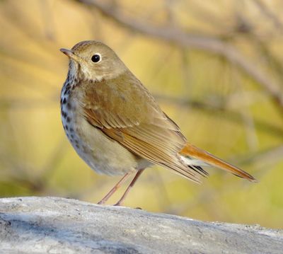 Hermit Thrush