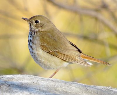 Hermit Thrush