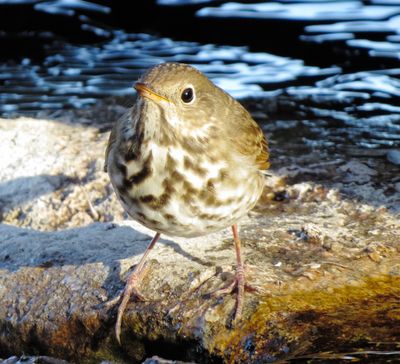 Hermit Thrush