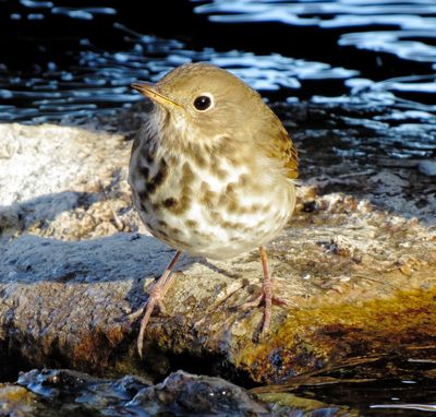 Hermit Thrush