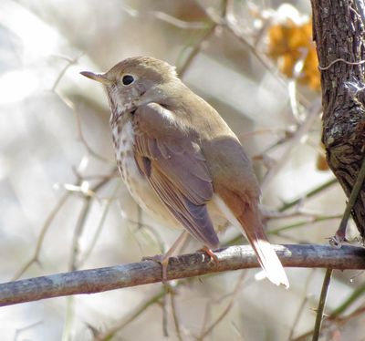 Hermit Thrush