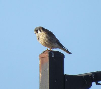 American Kestrel