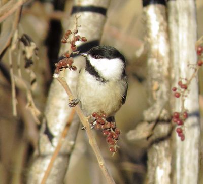 Carolina Chickadee