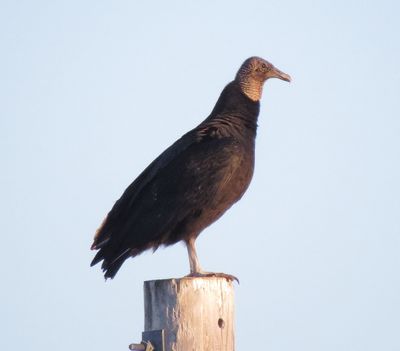 Black Vulture