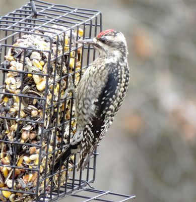 Yellow-Bellied Sapsucker