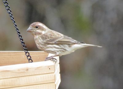 Purple Finch