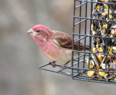 Purple Finch