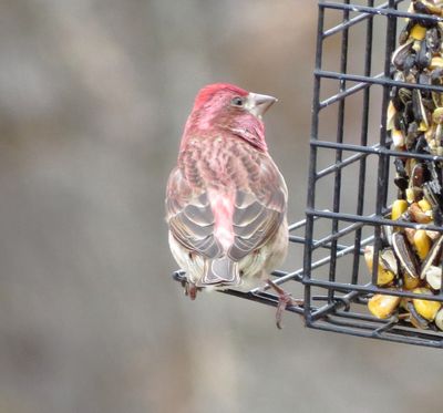 Purple Finch