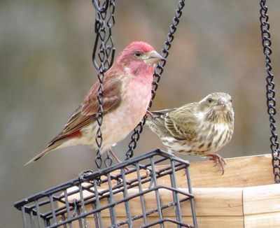 Purple Finch
