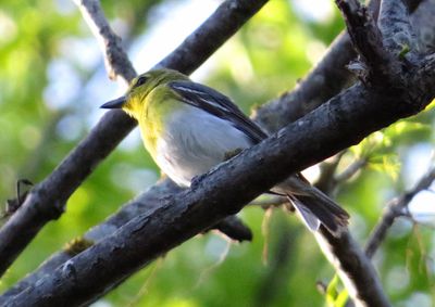 Yellow-Throated Vireo