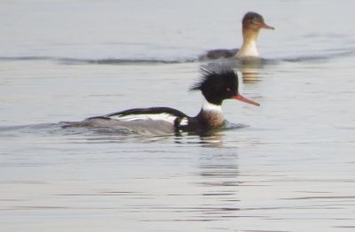 Red-Breasted Merganser