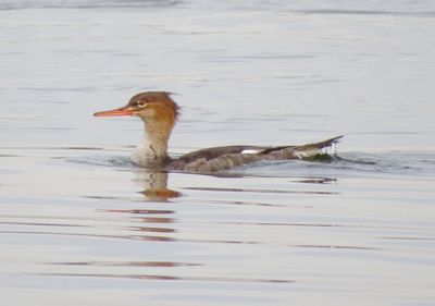 Red-Breasted Merganser