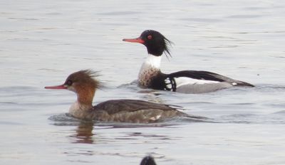 Red-Breasted Merganser