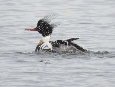 Red-Breasted Merganser