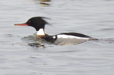 Red-Breasted Merganser