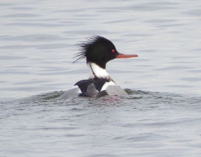 Red-Breasted Merganser