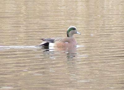 American Wigeon