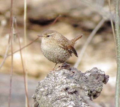 Winter Wren