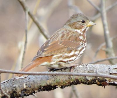 Fox Sparrow