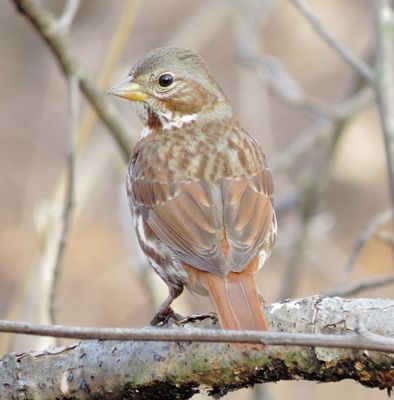 Fox Sparrow