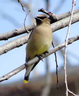 Cedar Waxwing