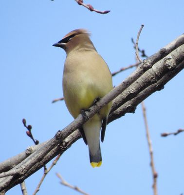 Cedar Waxwing
