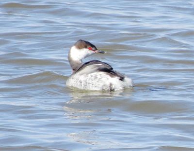 Horned Grebe