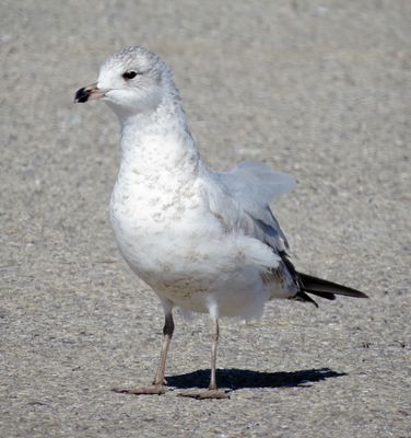 Ring-Billed Gull