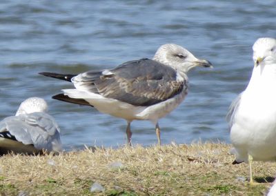 Lesser Black-Backed Gull