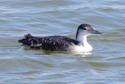 Common Loon