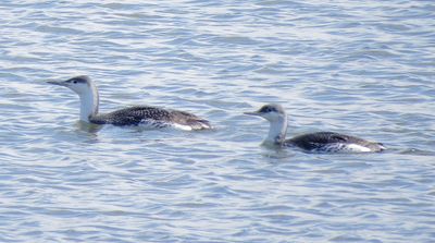 Red-Throated Loon