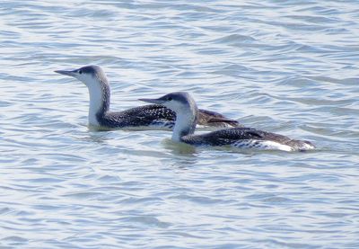 Red-Throated Loon