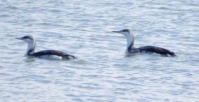 Red-Throated Loon