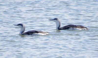 Red-Throated Loon